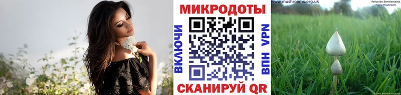 как найти   Сергач  Псилоцибиновые грибы GOLDEN TEACHER 